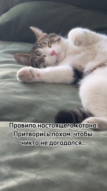 Сема отлично знает правила настоящего котана😎