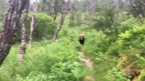 Самые невероятные моменты в лесу, попавшие в объектив дикая природа!