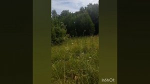 Релакс на лугу.