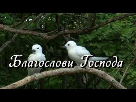 Славь душа Господа. Имя Святое Его. Пой Ему как никогда, пой душа. Благослови Господа. смотреть онлайн