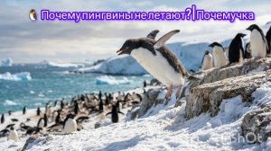 🐧 Почему пингвины не летают? | Почемучка