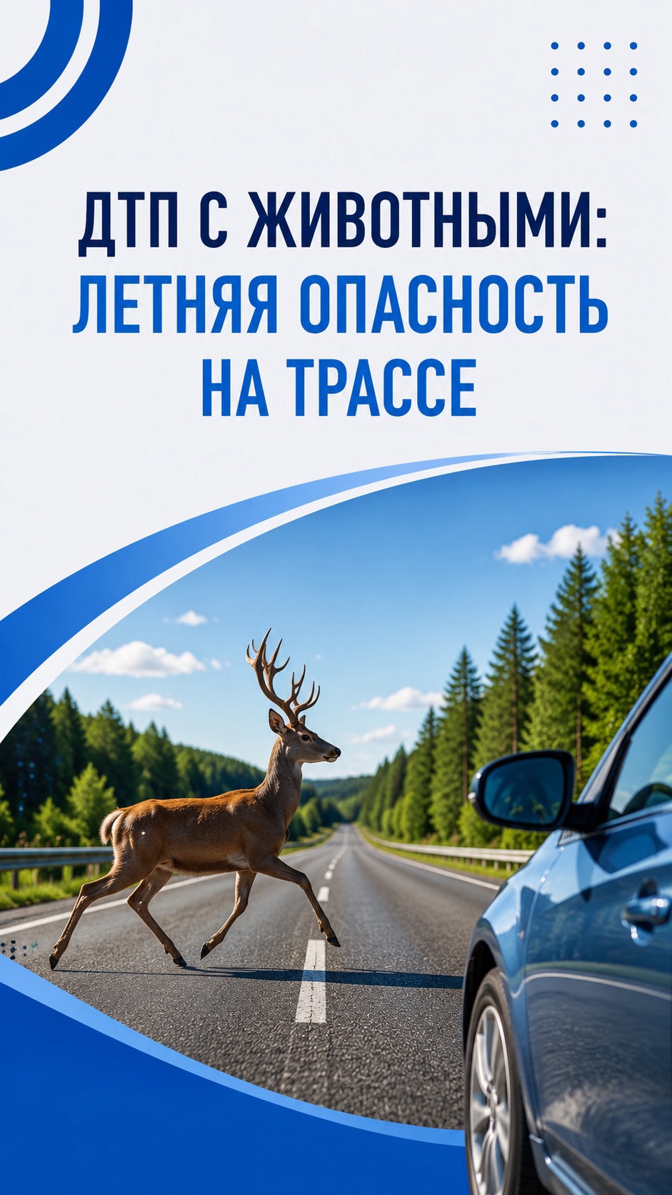 🦌 Летом таких ДТП становится больше.
