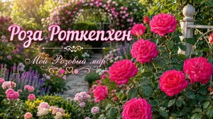 Роза Роткепхен — маленькое алое чудо сада