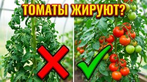 Жирование томатов в теплице: что делать и чем подкормить прямо сейчас