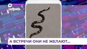 Сезон змей в Приморском крае в самом разгаре