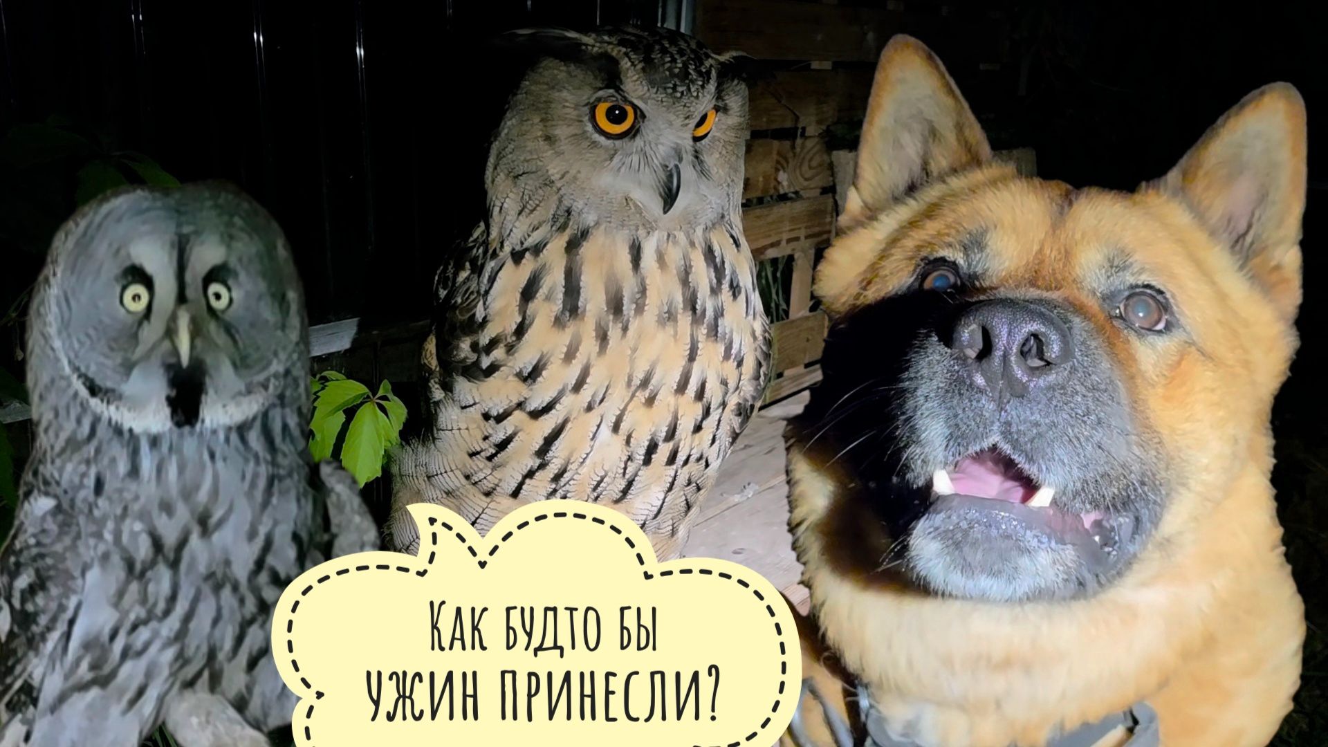 Совам и Псу Кубику выдан ужин. Небольшой обзор ночного цветения орхидей в совешне смотреть онлайн