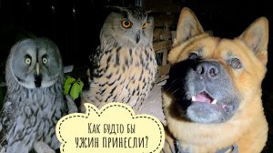 Совам и Псу Кубику выдан ужин. Небольшой обзор ночного цветения орхидей в совешне