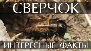 Сверчок - интересные факты