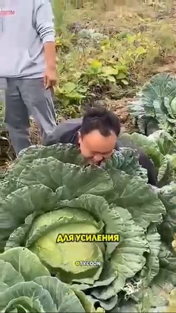 Интересные факты ─ ОВОЩИ И ФРУКТЫ
