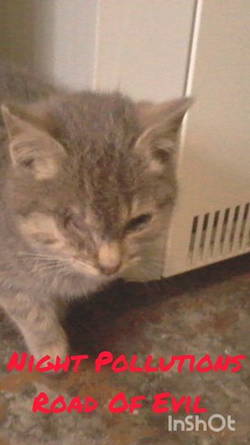Night Pollutions Road Of Evil shorts cats