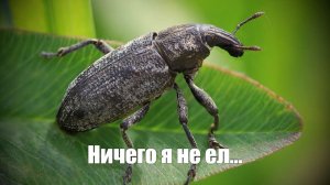 Долгоносики спешат на поля. Шуточная инструментальная композиция