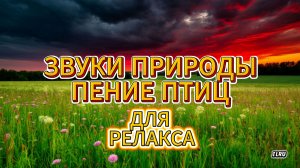 Звуки природы — пение птиц для релакса и успокоения 🎵