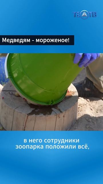 Медведям- мороженое!