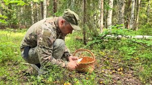 ГРИБЫ ПОШЛИ В ЛЕСУ, ОТКРЫВАЮ ГРИБНОЙ СЕЗОН. ПОЛЯНЫ ГРИБОВ КУДА НЕ ШАГАЙ. БЕРЕСТЯНАЯ КОРЗИНА.