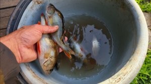 Рыбалка на окуня Ловля окуня на дамбе на удочку