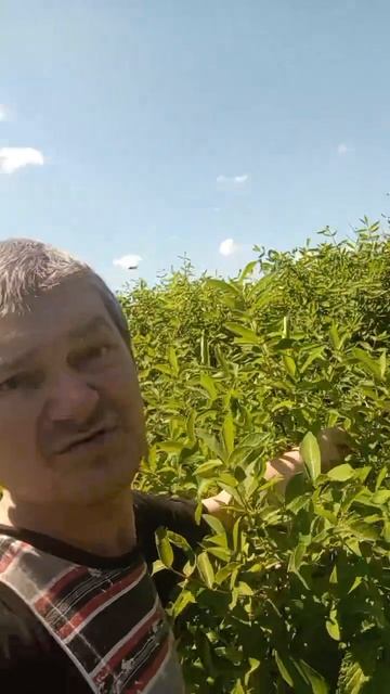 ДЕРЕВНЯ ЮМОРОК смотреть онлайн