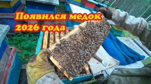 КАК НАШИ ПЧЁЛЫ РАБОТАЮТ НА ТОЧКЕ, НЕЗВАННЫЕ ГОСТИ.