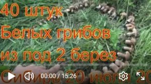 Белые грибы Из под 2 берез 42 белых грибов Поход в лес  ищем грибы по запаху сбор грибов