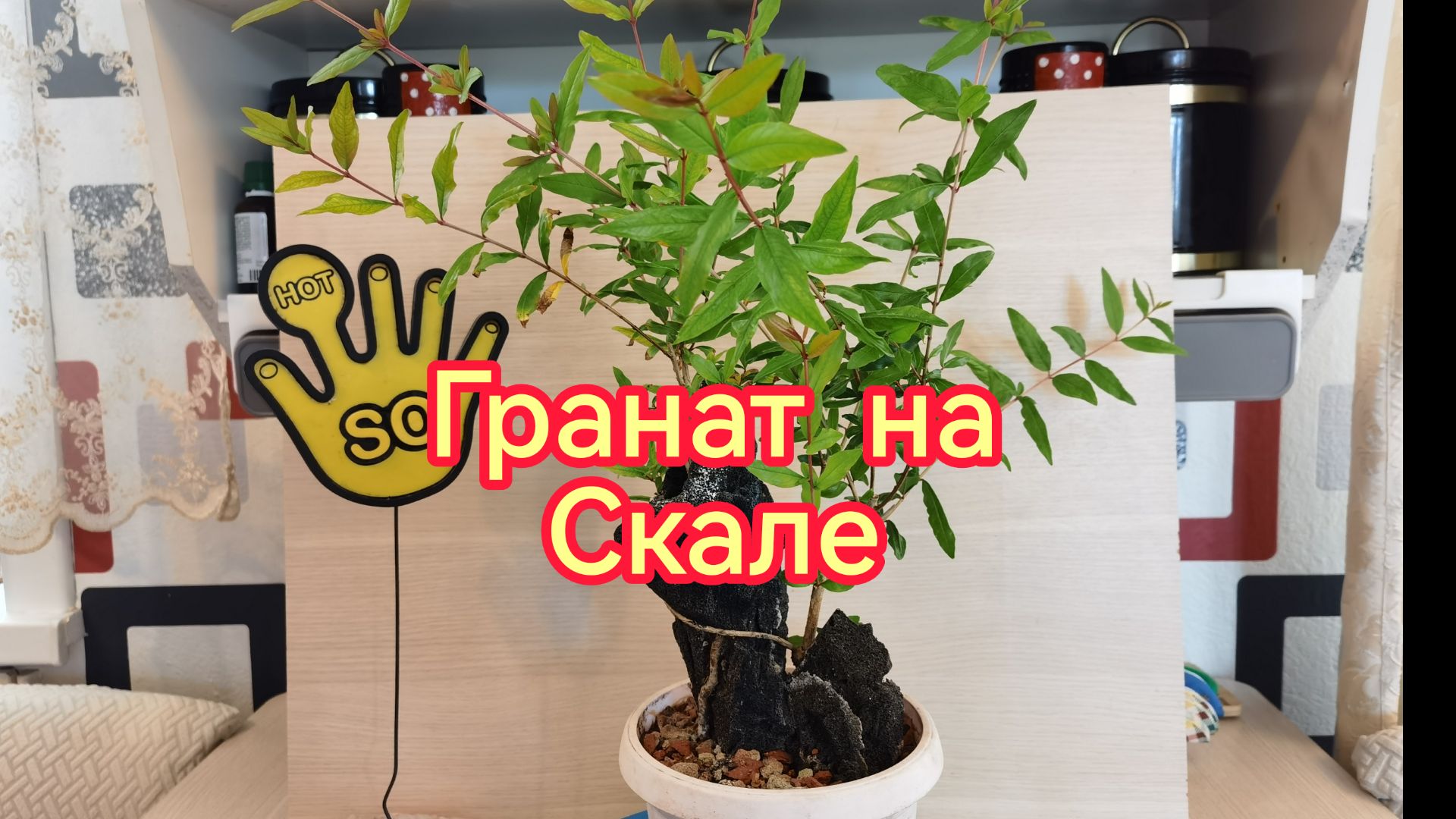 Бонсай на скале