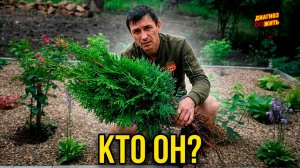 САМЫЙ АКТИВНЫЙ ЗРИТЕЛЬ!!! КТО??? / ВЫСАЖИВАЕМ ТУИ И МОЖЖЕВЕЛЬНИК