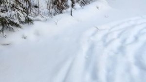 ВОЛКИ НАШЛИ ПРИВАДУ// ПРОВЕРКА КАПКАНОВ
