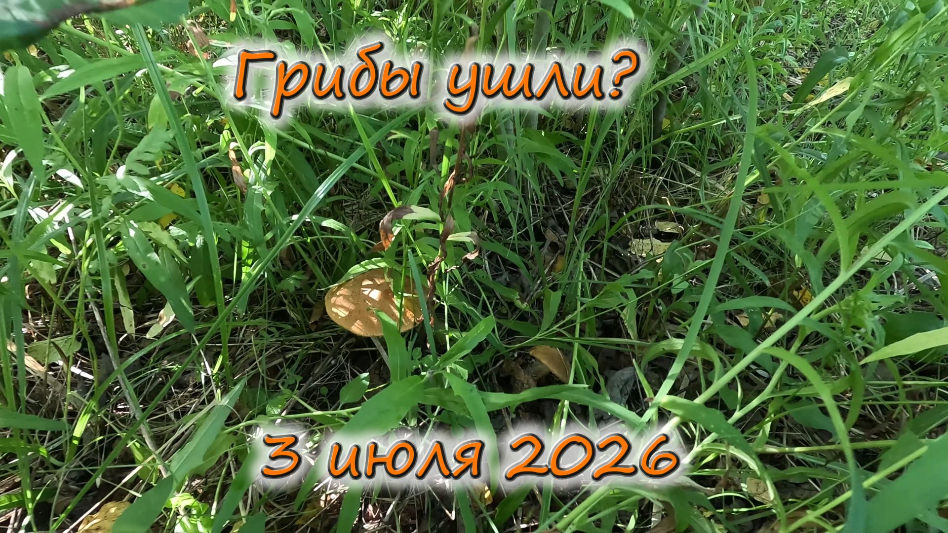 Грибы ушли? 3 июля 2026 смотреть онлайн