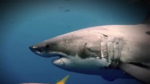 Моряки увидели ЭТО в океане и закричали от yжaca, только всмотритесь…