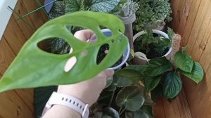 Излишки Почтой