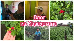 Разбираем ПОДАРКИ. С проверкой в ОГОРОД. Влог из Казахстана