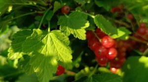 Смородина красная СВЯТОМИХАЙЛОВСКАЯ