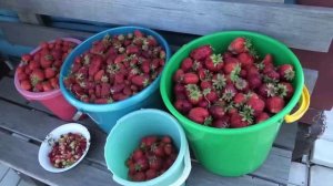Собрали 26 л клубники, 3 июля.