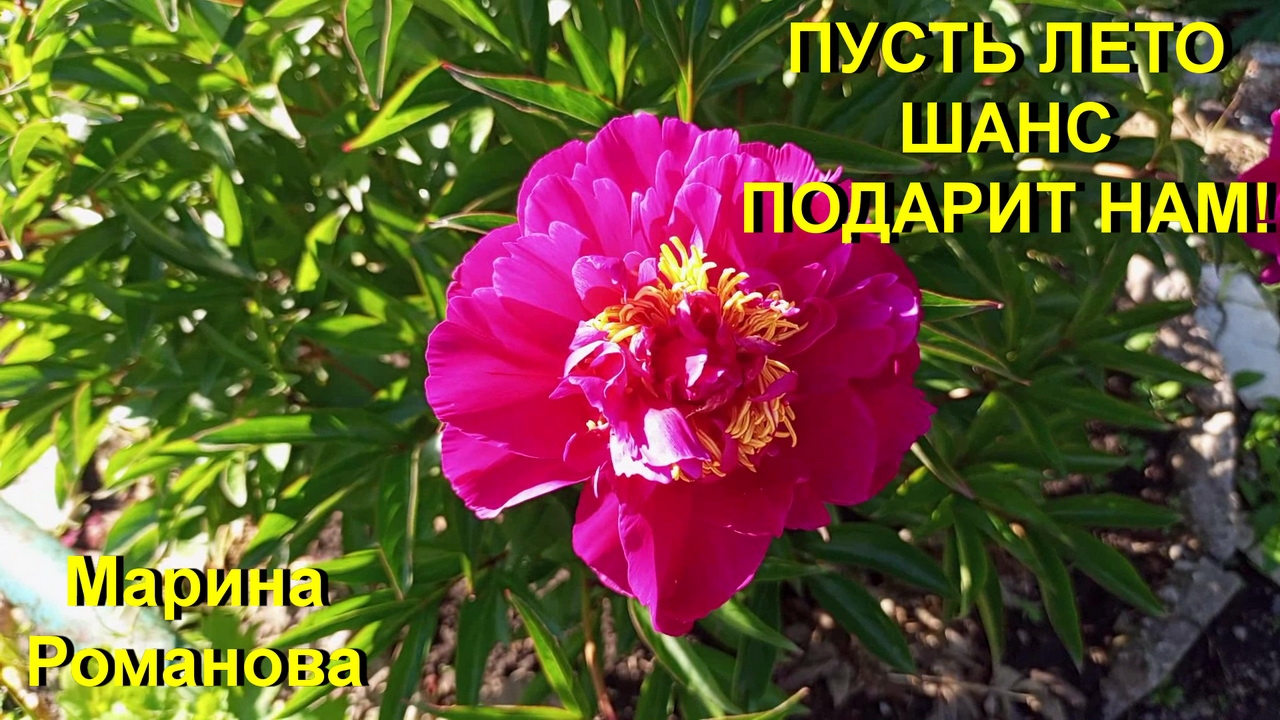 © Марина Романова "ПУСТЬ ЛЕТО ШАНС ПОДАРИТ НАМ!"