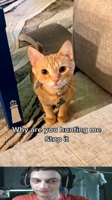 Котики Охотники