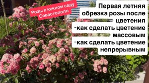 Первая летняя обрезка розы после цветения: как сделать цветение волнами, а как сделать  непрерывным