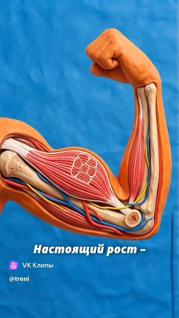 Как растут наши мышцы 🤔💪