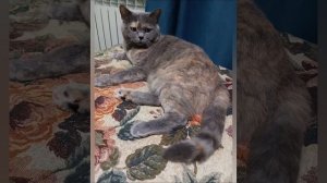Котёнок