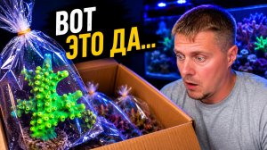 Эта коробка изменила моё отношение к онлайн-магазинам кораллов.