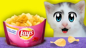 ПРАНКИ НАД КОТАМИ! СМЕШНОЙ КОТ И КОШЕЧКА МУРКА РАЗЫГРАНЫ! ПРИКОЛЫ С КОТАМИ