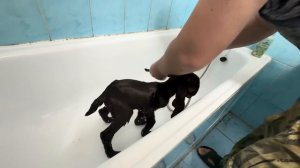 Денис помог мне искупать маленького Юлика, а то уж больно от него пахнет козлом