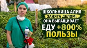 Фитоспорин. Защита картофеля от болезней. Проект «Живая земля» в действии. Смотри!
