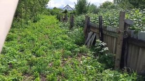 Скоро будут стены. Где взять бесплатно малину. Подкормила огурцы и розы.