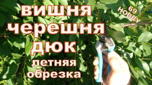 Вишня, ДЮК и черешня! Летняя обрезка. 6 примеров!