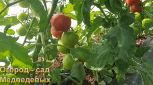 Какие сорта томатов из нашей коллекции самые ранние
