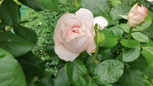 ПроДачу 06.26 коллаж!