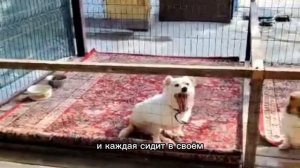 Летний выгул для собачек спинальниц