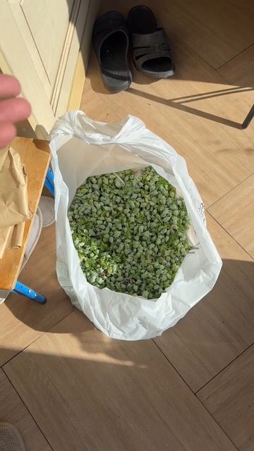Туя восточная Пирамидалис Аурея