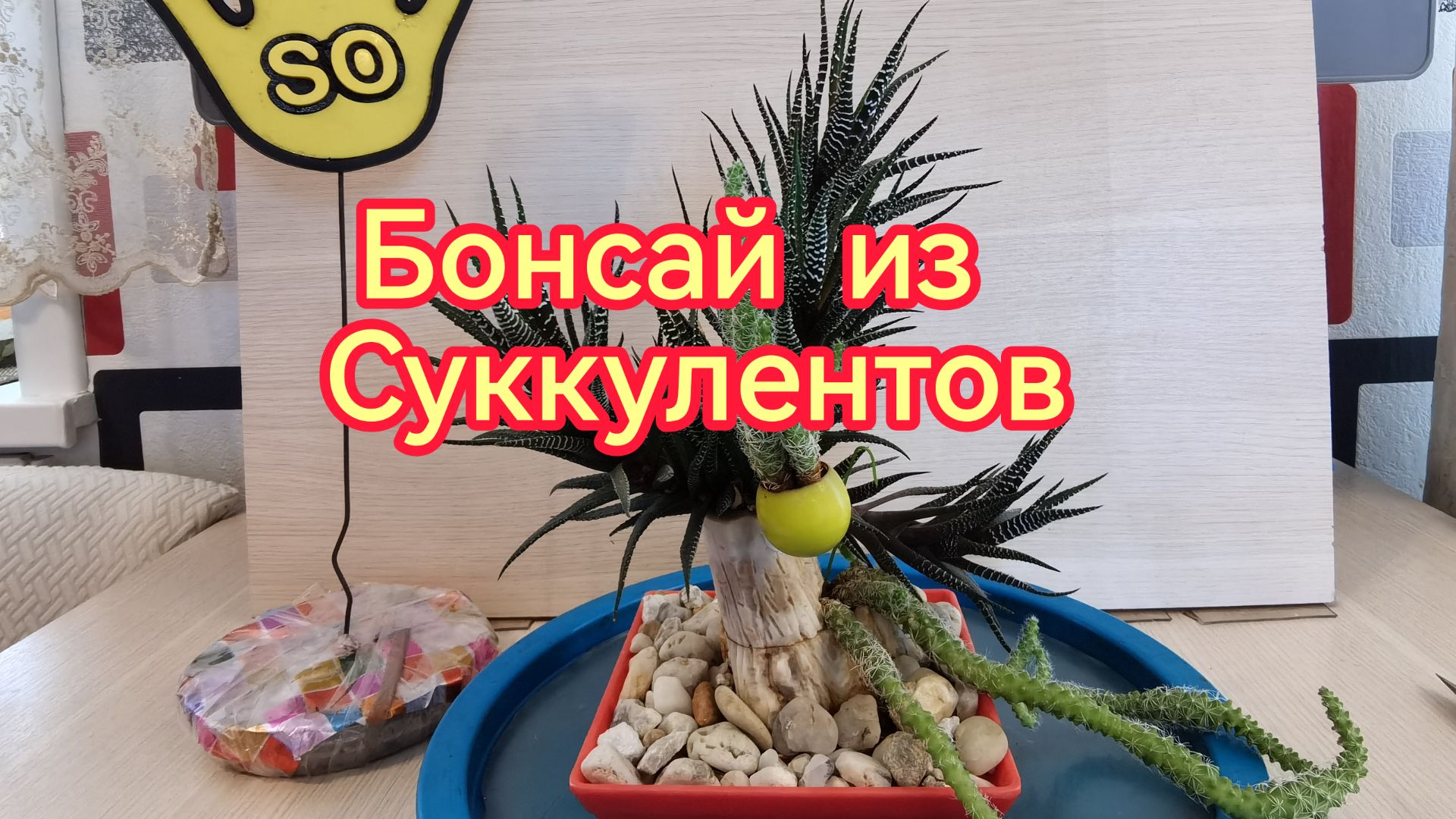 Бонсай из суккулентов