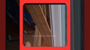 1000063337.mp4 (Собака наблюдает за установкой розетки у котла, технолог. её подкл. в доме А-фрейм)