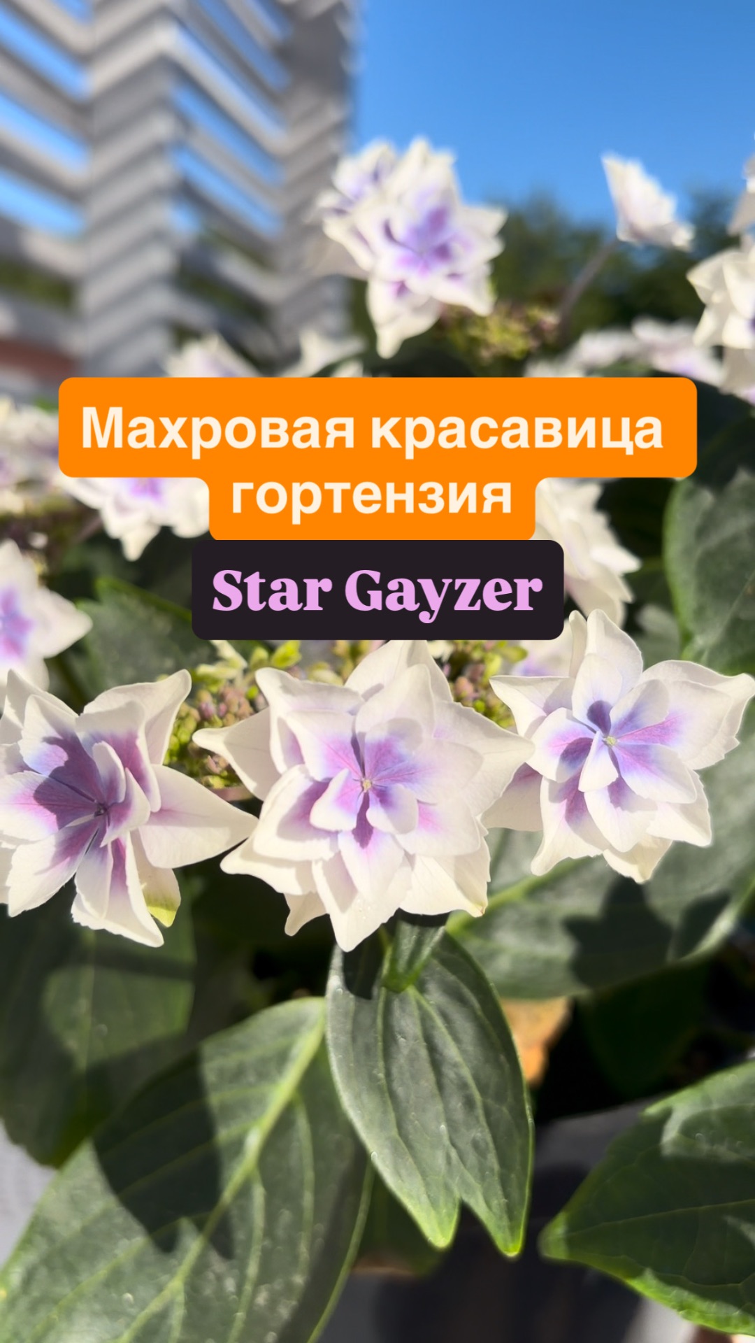 Махровая красавица крупнолистная гортензия Star Gayzer (Стар Гейзер) полученная полуфабрикатом