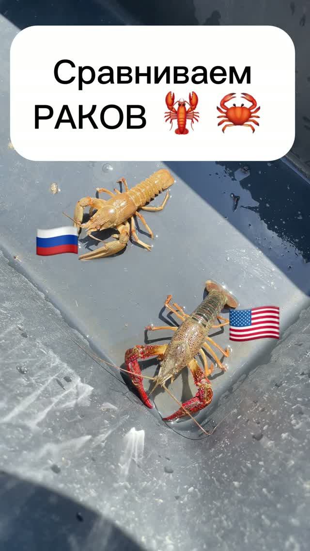 Сравниваем 2 вида раков в нашем пруду